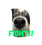 愛犬！（個別スタンプ：8）