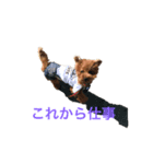 トイプードルジルの 使えるお返事 パート3（個別スタンプ：2）