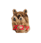 トイプードルジルの 使えるお返事 パート3（個別スタンプ：6）