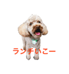 トイプードルジルの 使えるお返事 パート3（個別スタンプ：8）