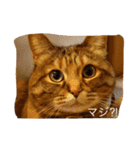 クール猫サチコさん（個別スタンプ：3）