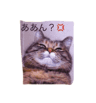 クール猫サチコさん（個別スタンプ：5）