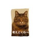 クール猫サチコさん（個別スタンプ：6）