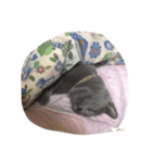 おはよぉ猫さん（個別スタンプ：3）