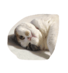 おはよぉ猫さん（個別スタンプ：4）