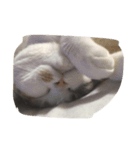 おはよぉ猫さん（個別スタンプ：5）