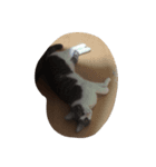おはよぉ猫さん（個別スタンプ：7）