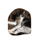 おはよぉ猫さん（個別スタンプ：8）