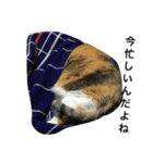 みこけ（個別スタンプ：3）