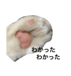 みこけ（個別スタンプ：6）