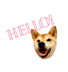 柴犬 かわいいまめちゃん（個別スタンプ：1）