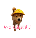 柴犬 かわいいまめちゃん（個別スタンプ：2）