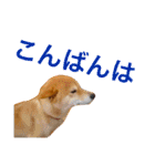 柴犬 かわいいまめちゃん（個別スタンプ：4）
