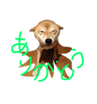 柴犬 かわいいまめちゃん（個別スタンプ：7）