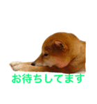 柴犬 かわいいまめちゃん（個別スタンプ：8）