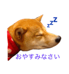 柴犬 かわいいまめちゃん（個別スタンプ：9）