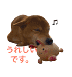柴犬 かわいいまめちゃん（個別スタンプ：12）