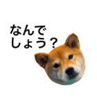 柴犬 かわいいまめちゃん（個別スタンプ：13）