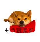 柴犬 かわいいまめちゃん（個別スタンプ：14）
