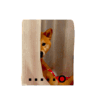柴犬 かわいいまめちゃん（個別スタンプ：17）