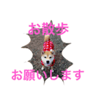 柴犬 かわいいまめちゃん（個別スタンプ：18）