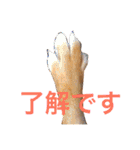 柴犬 かわいいまめちゃん（個別スタンプ：19）
