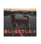 柴犬 かわいいまめちゃん（個別スタンプ：21）