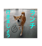 柴犬 かわいいまめちゃん（個別スタンプ：22）