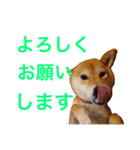 柴犬 かわいいまめちゃん（個別スタンプ：23）