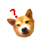 柴犬 かわいいまめちゃん（個別スタンプ：24）
