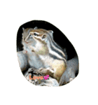 シマリス（個別スタンプ：3）