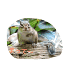 シマリス（個別スタンプ：4）