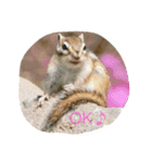 シマリス（個別スタンプ：5）