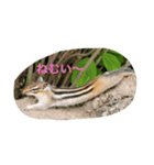 シマリス（個別スタンプ：6）