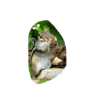 シマリス（個別スタンプ：7）