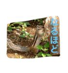 シマリス（個別スタンプ：8）