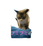 猫のミルク（個別スタンプ：1）