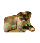 猫のミルク（個別スタンプ：5）