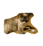 猫のミルク（個別スタンプ：11）