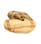 うちのプー（個別スタンプ：3）