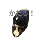 Love バーニーズ（個別スタンプ：1）