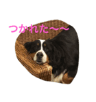 Love バーニーズ（個別スタンプ：2）