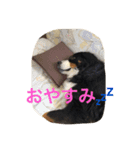 Love バーニーズ（個別スタンプ：3）