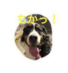 Love バーニーズ（個別スタンプ：4）