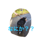 Love バーニーズ（個別スタンプ：6）