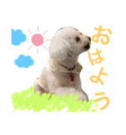 愛犬れもん（個別スタンプ：1）