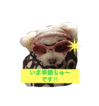 愛犬れもん（個別スタンプ：3）