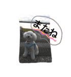愛犬れもん（個別スタンプ：4）