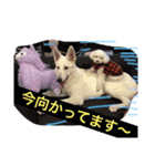 愛犬れもん（個別スタンプ：5）