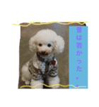 愛犬れもん（個別スタンプ：6）